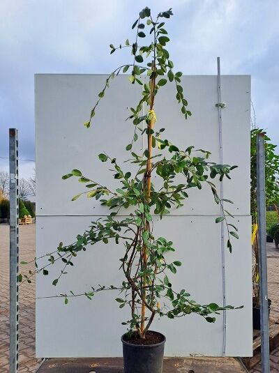 Cotoneaster lacteus (Späte Zwergmispel) 175-200 cm C25 im Topf, aufgebunden mit schlanken Trieben und grünen Blättern.