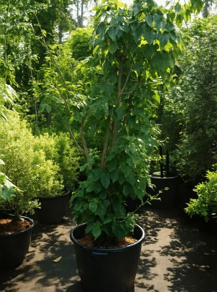 Rostbart-Ahorn (Acer rufinerve) 175-200 cm, C130, mehrstämmig im Container mit dichtem grünen Laub.