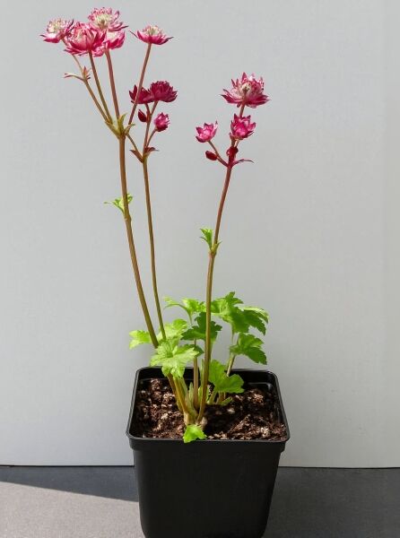 Sterndolde (Astrantia major) 'Ruby Star ®' P9 im Topf, grüne Blätter und aufrechte Stiele mit pinken Blüten.