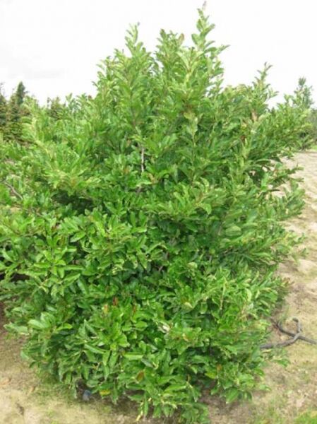 Magnolia loebneri 'Leonard Messel' / Rosa Stern-Magnolie 'Leonard Messel' 250-300 cm m. Db., buschiger Strauch mit grünen Blättern