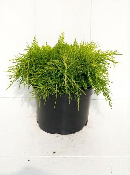 Juniperus media 'Old Gold' / Kriech-Wacholder 'Old Gold' 30-40 cm (breit) C7 im Topf, dicht wachsendes, nadeliges Grünlaub