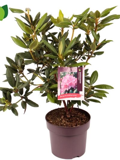 Rhododendron 'Roseum Elegans' / Rhododendron Hybride 'Roseum Elegans'