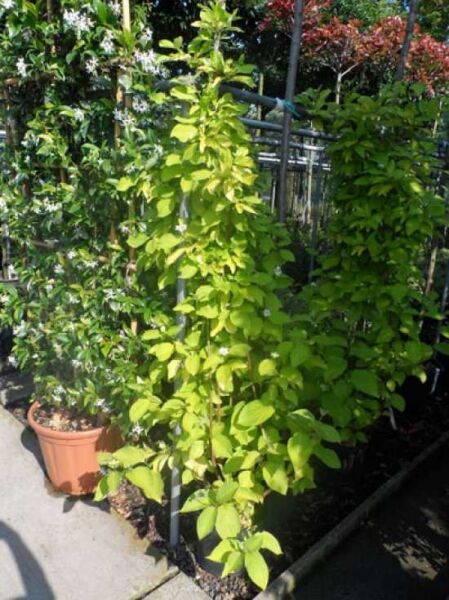 Cornus alba 'Aurea' (Gold-Hartriegel) 100-125 cm C20, Strauch mit gelbgrünen Blättern im Container