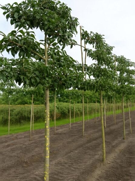 Pyrus calleryana 'Chanticleer' / Chinesische Wild-Birne, Hochstamm-Spalier mit gestütztem Stamm und dichter Krone.