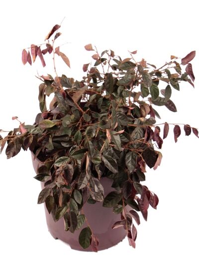 Riemenblüte 'Pipa's Red' - Loropetalum chinense 'Pipa's Red'