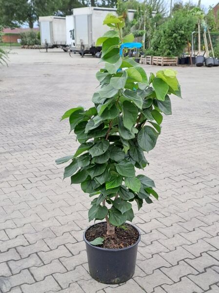 Cercis chinensis 'Avondale', Chinesischer Judasbaum 'Avondale', 100-125 cm im C20-Topf, junger Baum mit grünen, herzförmigen Blättern