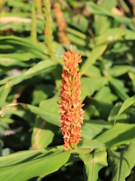 Zieringwer 'Assam Orange' / Ingwerlilie 'Assam Orange' / Zieringwer 'Assam Orange' / Ingwerlilie 'Assam Orange'