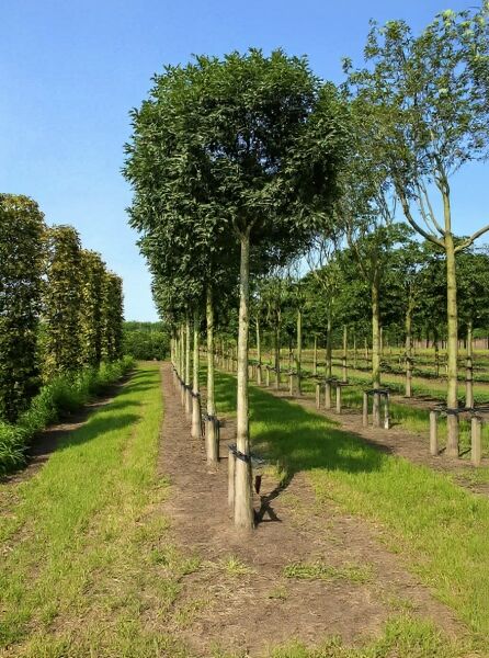 Fraxinus ornus 'Mecsek' Kugelförmige Manna-Esche, Hochstamm 225 cm, Stammumfang 25–30 cm, mit Drahtballen.