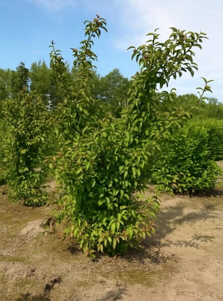 Viburnum bodnantense 'Charles Lamont' / Winter-Schneeball 'Charles Lamont', 200-250 cm, mehrtriebiger Strauch mit grünem Laub im Feld.