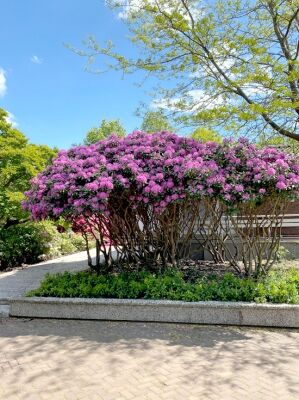 rhododendron dark lord Dark Lord Rhododendron – Plant Detectives
