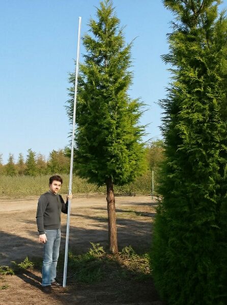 Thuja plicata 'Excelsa' Hochstamm (Lebensbaum) mit geradem Stamm und schlanker, kegelförmiger Krone, Höhe ca. 35–40 StU