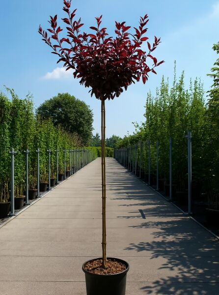 Prunus cistena Stämmchen (Zwerg-Blut-Pflaume) 110 cm Stamm C7, Kugelkrone mit dunkelrotem Laub im Topf