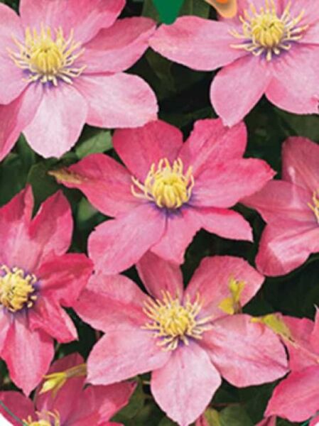 Clematis Hybride 'Little Mermaid' / Waldrebe 'Little Mermaid'