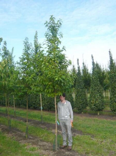 Berg-Schneeglöckchenbaum  / Berg-Schneeglöckchenbaum 