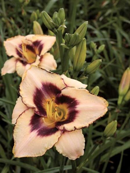Hemerocallis 'Awesome Blossom' / Taglilie 'Awesome Blossom'