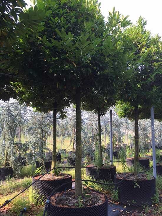 Kirschlorbeer 'Novita' Hochstamm - Prunus laurocerasus 'Novita' Hochstamm