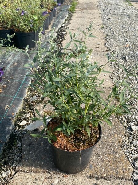 Buddleja 'Buzz® Ivory' (Zwerg-Sommerflieder) 30–40 cm C3 im Topf, buschiger Wuchs mit schmalen grünen Blättern.