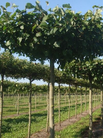 Tilia europaea 'Euchlora' / Dachform/ Dachspalier / Krim-Linde