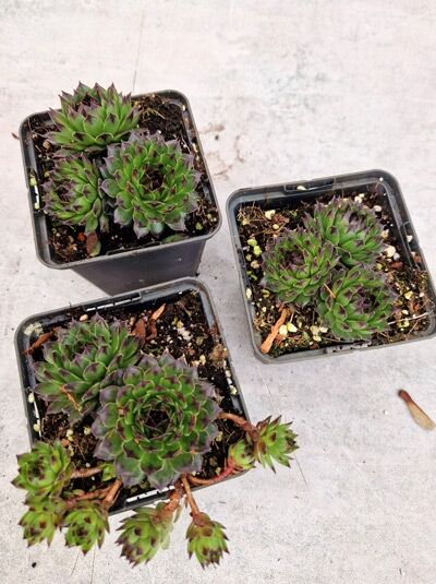 Sempervivum hybridum 'Reinhard' – Hauswurz, Steinrose 'Reinhard' P9 im Topf, grüne Rosetten mit rötlich-violetten Blattspitzen