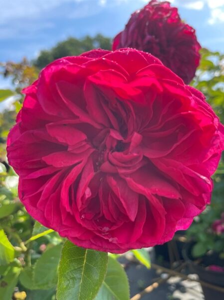 Rosa 'Soul' / Strauchrose 'Soul' mit gefüllter, dunkelrosa Blüte in Nahaufnahme und grünen Blättern