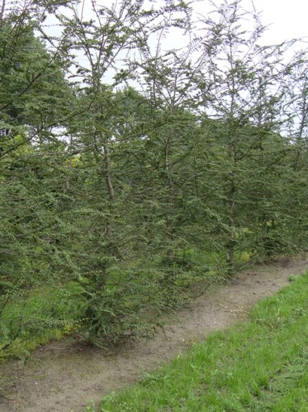 Antarktische Scheinbuche / Antarktische Scheinbuche