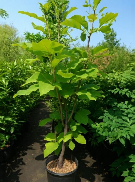 Magnolia macrophylla / Großblättrige Magnolie 150-175 cm C30, mehrstämmige Pflanze im Container mit großen grünen Blättern