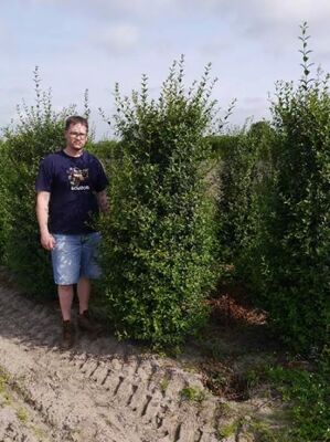Wintergrner Liguster - Ligustrum vulgare 'Atrovirens' - Baumschule  NewGarden