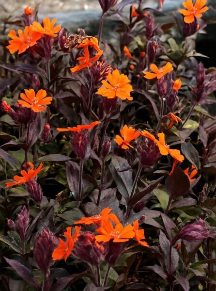 Lychnis arkwrightii 'Vesuvius' / Licht-Nelke 'Vesuvius' mit orangefarbenen Blüten und dunkel purpurfarbenem Laub