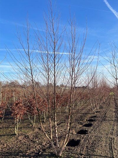 Schwarz-Birke / Fluss-Birke mehrstämmig / Betula nigra