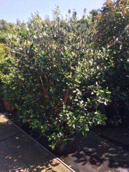 Brasilianische Guave / Ananas-Guave / Brasilianische Guave / Ananas-Guave