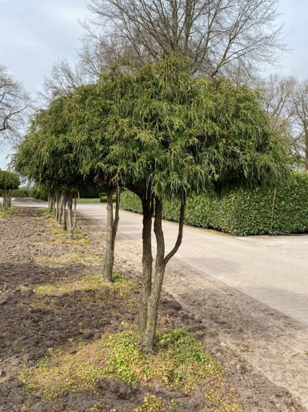 Grüne Fadenzypresse Schirmform (Nr. 1353) / Chamaecyparis pisifera 'Filifera' 200 cm breit x 250 cm hoch 