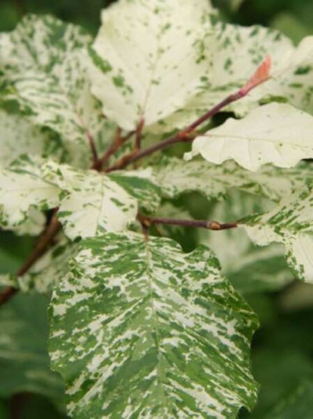 Weißbunte Buche 'Franken' (Fagus sylvatica 'Franken') mit grün-weiß panaschierten Blättern am Zweig.