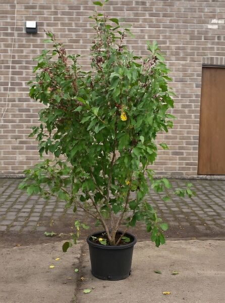 Faulbaum (Frangula alnus / Rhamnus frangula) 125-150 cm, C20, mehrstämmiger Strauch im schwarzen Pflanztopf mit grünem Laub.