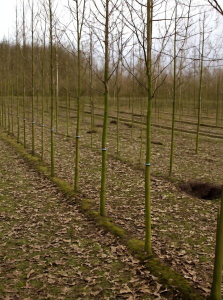 Baum-Felsenbirne (Amelanchier arborea) 'Robin Hill' Hochstamm 14-16 StU mit Drahtballen, unbelaubt in Baumschulreihe.