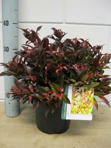 Traubenheide 'Zeblid' / Leucothoe axillaris 'Zeblid'