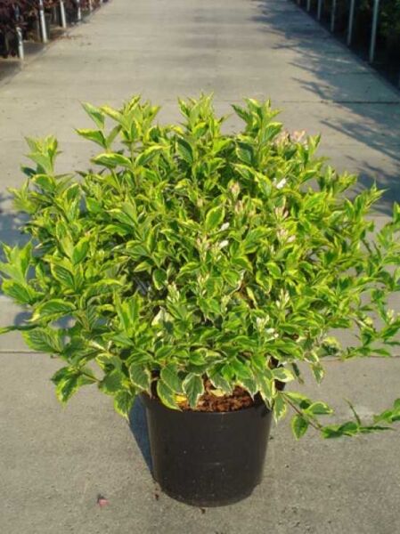 Liebliche Weigelie (Weigela florida 'Nana Variegata') im Topf, grün-weiß panaschiertes Laub, 50–60 cm, C10