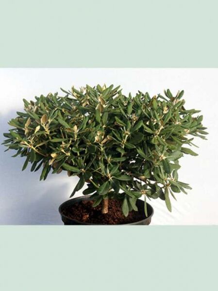 Rhododendron yakushimanum 'Valencia' / Rhododendron 'Valencia' 60-70 cm Breite, im Topf, Solitär, mit Knospen und dunkelgrünem Laub