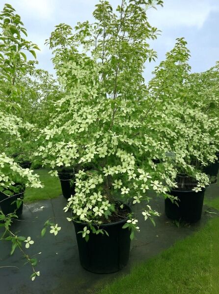 Cornus kousa (Japanischer Blumen-Hartriegel) im Container C110, Pflanzenhöhe 250–300 cm, mit hellen Hochblättern und grünem Laub.