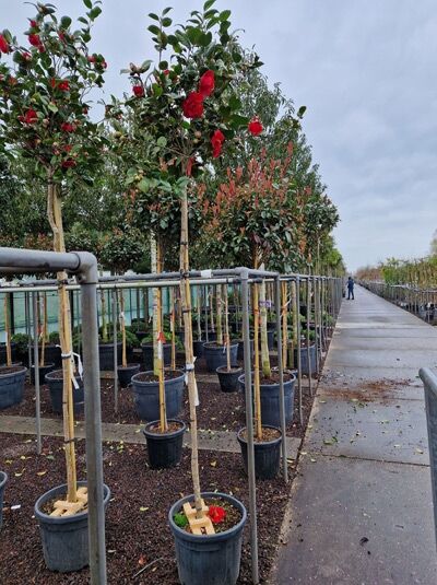 Japanische Kamelie rot / Camellia japonica rot