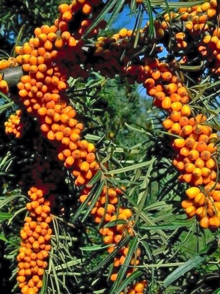 Sanddorn 'Hergo' / Hippophae rhamnoides 'Hergo'
