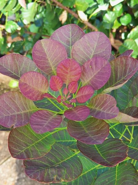 Perückenstrauch &#039;Flamissimo&#039; / Cotinus coggygria &#039;Flamissimo&#039;