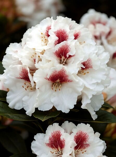 Rhododendron Hybride 'Nishan' / Rhododendron 'Nishan', weiße Blüten mit roter Zeichnung, Blütenstand nah aufgenommen.