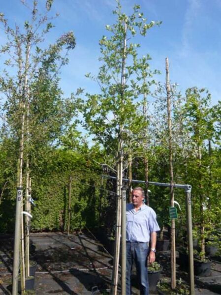 Pflaumenblättriger Weißdorn 'Splendens' (Crataegus persimilis/ prunifolia) Hochstamm 10-12 StU im Container, angebundenes Gehölz.