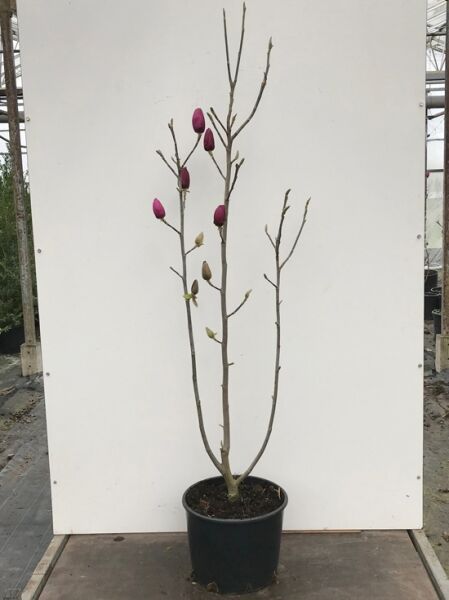Magnolia 'Black Tulip'® / Magnolie 'Black Tulip', 100–125 cm, C20, Jungbaum im Topf mit Knospen an aufrechten Trieben