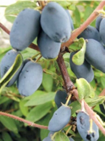 Blaue Heckenkirsche / Sibirische Blaubeere 'Sinoglaska' / Lonicera caerulea 'Sinoglaska'