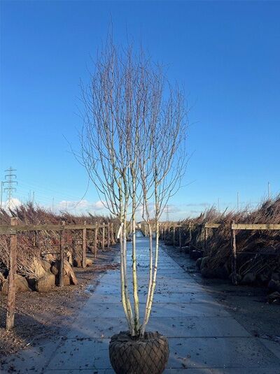 Weißrindige Himalaja-Birke 'Doorenbos' / Betula utilis 'Doorenbos'