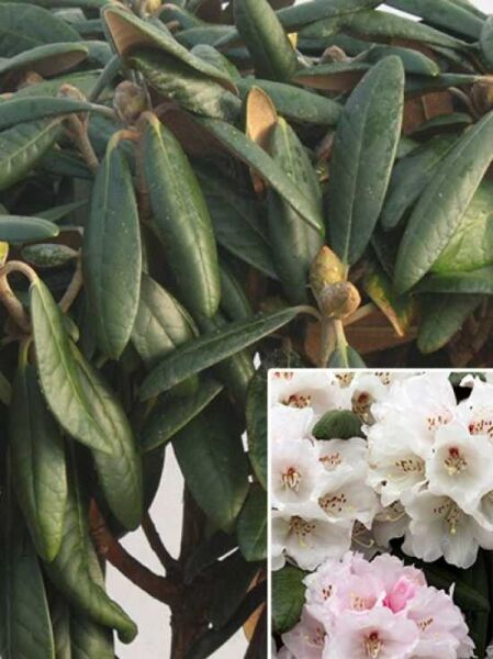 Rhododendron 'Rexima' / Rhododendron rex 'Rexima'