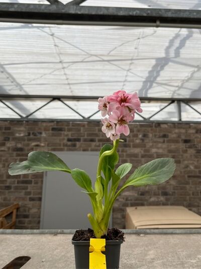 Bergenie, Riesensteinbrech 'Dragonfly Sakura®' - Bergenia cordifolia 'Dragonfly Sakura®'