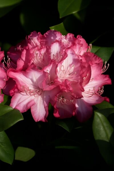 Rhododendron 'Princess M. of Cambridge' / Rhododendron Hybride 'Princess M. of Cambridge'