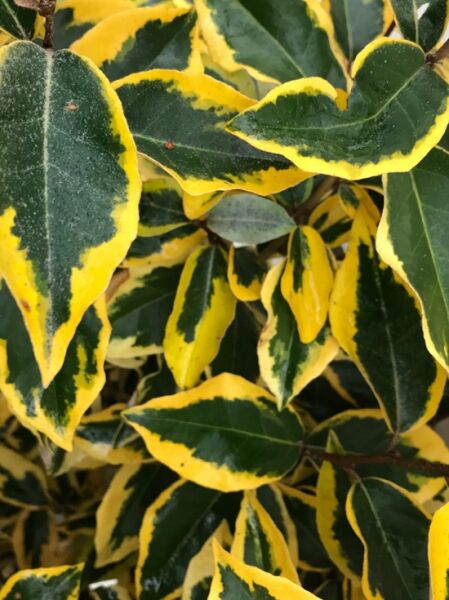 Elaeagnus ebbingei 'Gilt Edge' / Wintergrüne Ölweide 'Gilt Edge'